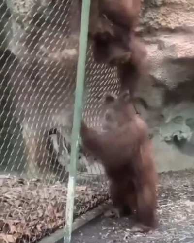 Mmmmm monkey