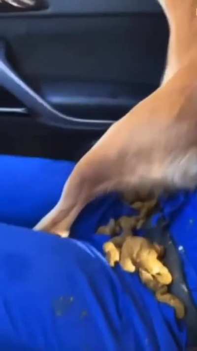 doggo had to go go