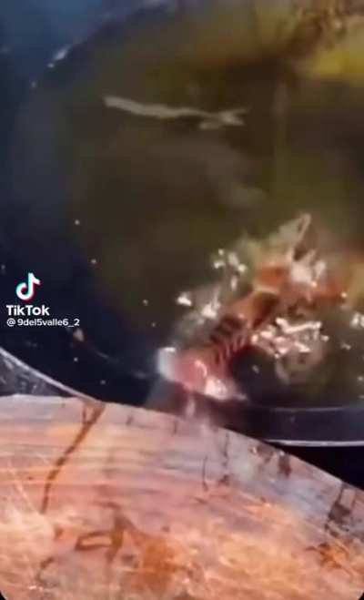 Lobster Takes His Last Bath