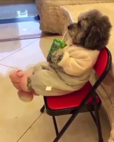 Que fofinho