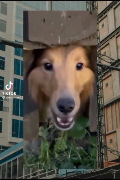 Woof Woof