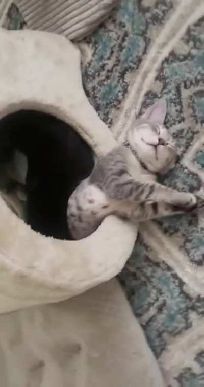 Little guy fell asleep half out of his fish house