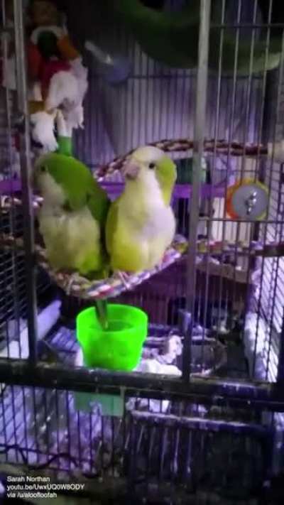 MahnaMahnaBirbs