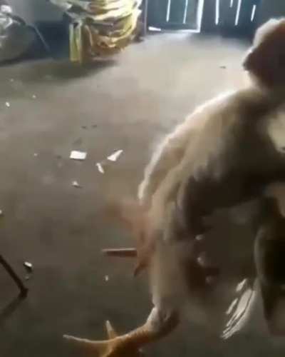 Кура с х…м