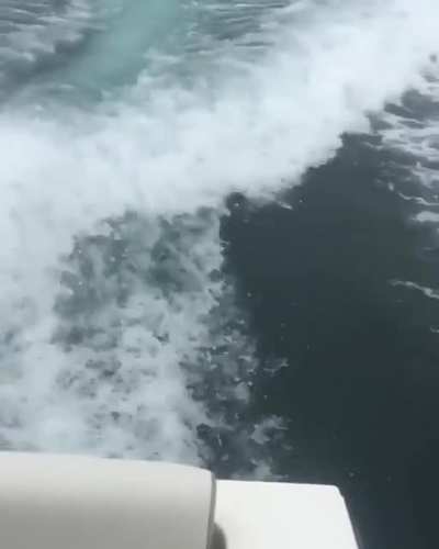 🔥 Massive orca surfaces next to a fishing boat.
