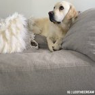 doggo does a big resist