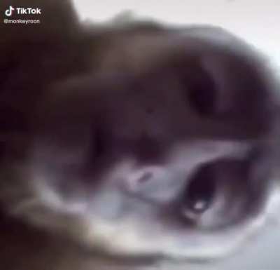 POV, you are stinky hooman
