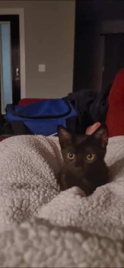 Every morning, when she wakes up, tiny baby chooses violence.