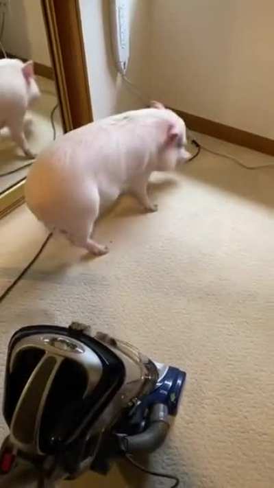 How to stop zzzrrmmm 🐽