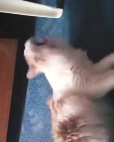 Gato weon