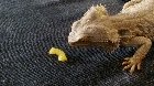 disappoint