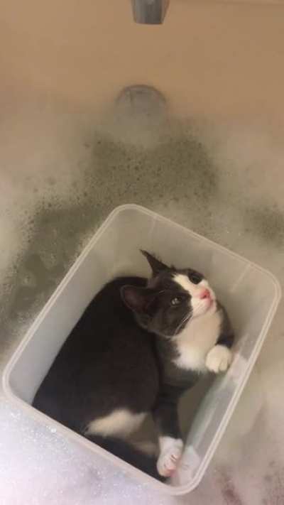 Bathtub Cat returns