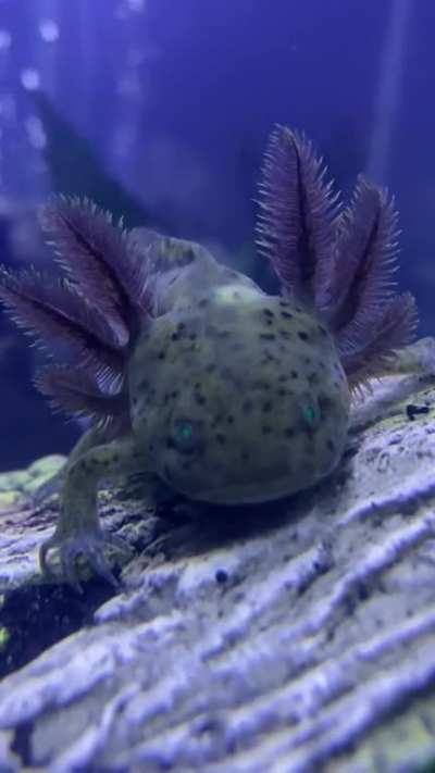 Hello, meet Sheldon! I just got him today, he seems to be flicking his gills a lot. Is that normal?