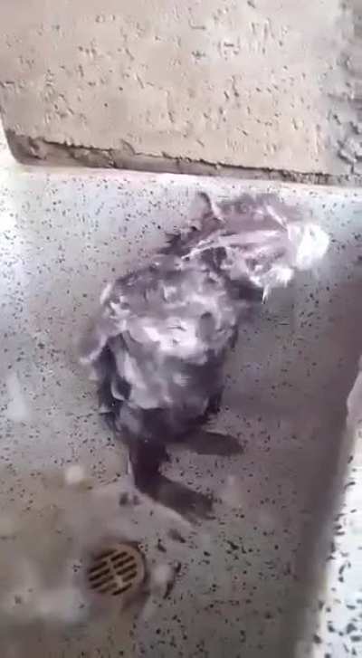 Ratatouille taking a shower 🚿
