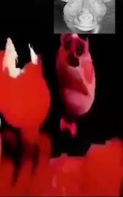 Shlurpi