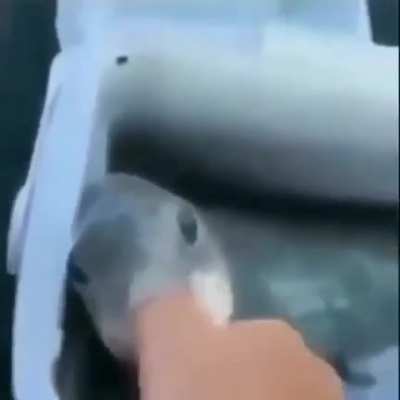 Pescao
