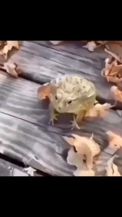 rawr