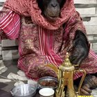 Arabian Chimp At Iftar