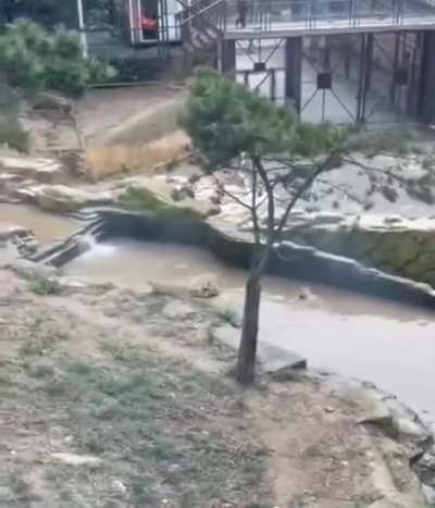 Stop, duck, & troll