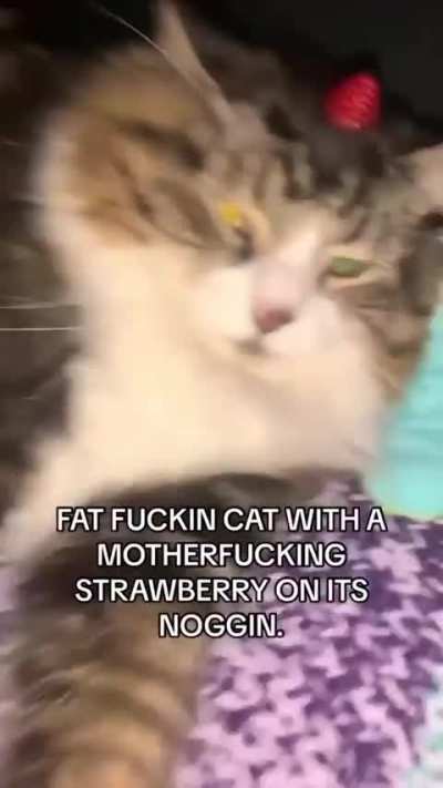 Lol 