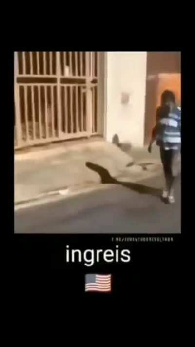 GO TOMAR IN THE ASS