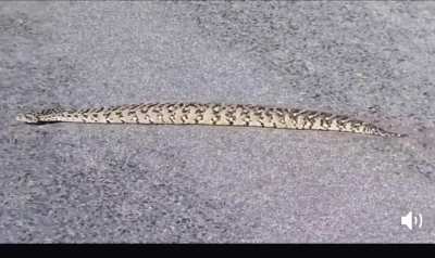 This absolute unit doesn't need to slither