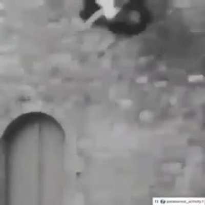 Dona aranha