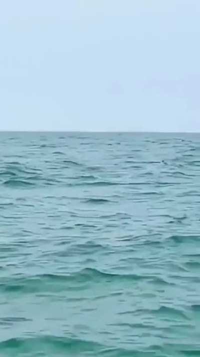 🔥 Pink Dolphins. (Indo-Pacific Humpback)