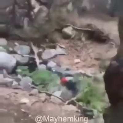 XD
