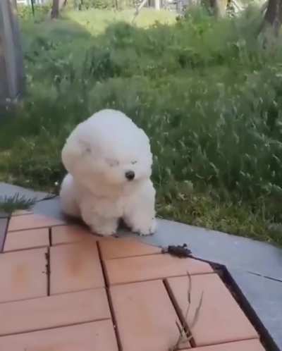 heckin wimdy