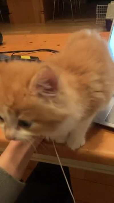 Meatball, baby. Please. I’m trying to write my thesis.