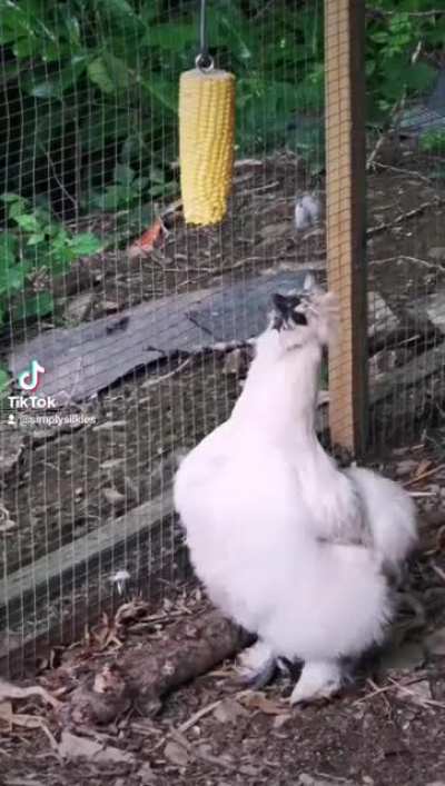 Chicken hops