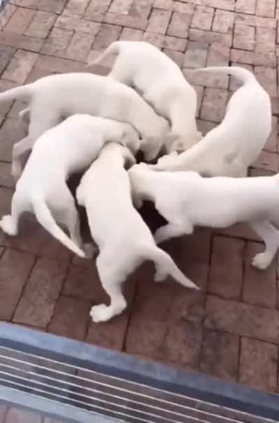 Doggy Portal