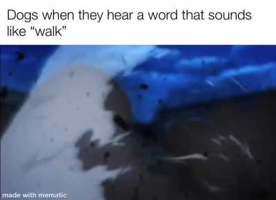 Fastest dog in the West