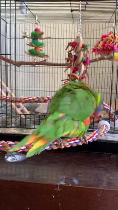 ⭐️If you’ve never seen a lorikeet excited⭐️This is Leia in my budgies cage!!!!!!