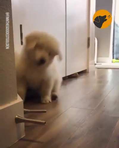 cute pup