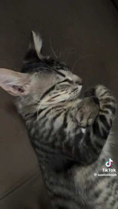 vlad vampigatinho