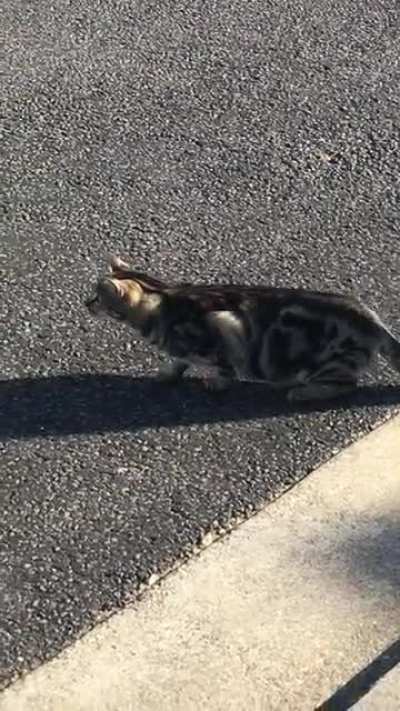 Cat stalking a magpie