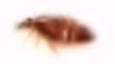 Carlos