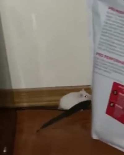 He’s got a knife!