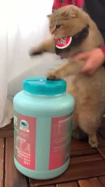 Cat danc