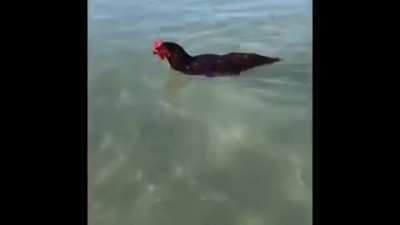 Someone made Sea Chicken into a real thing.