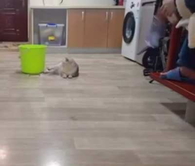 That cat has some skills.