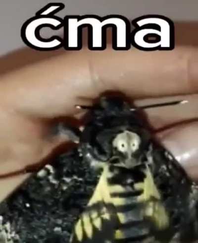Ćma