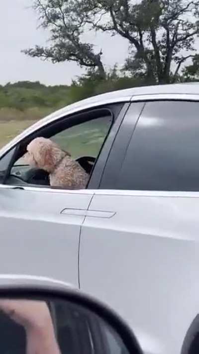 Just a normal Tesla driver