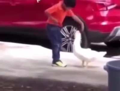 Duck, Duck...