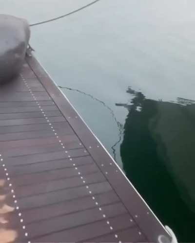 Seal must've been having a nice dream