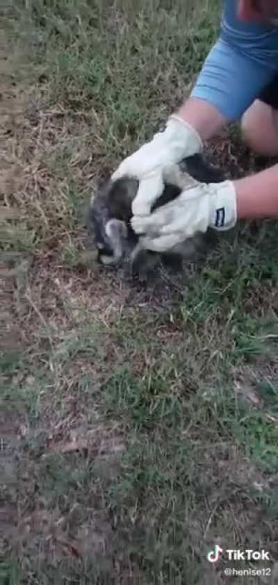 Raccoon gets the help he needs