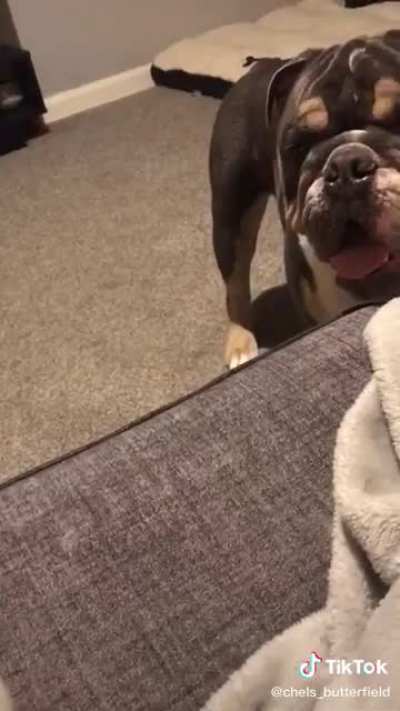 He doesn’t play fetch with you, he plays fetch AT YOU