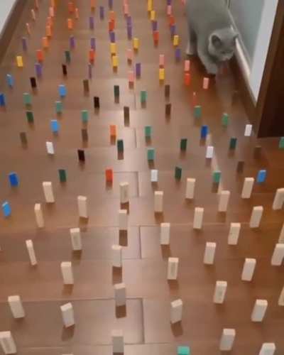 Excellent Spacial Dexterity of Cats